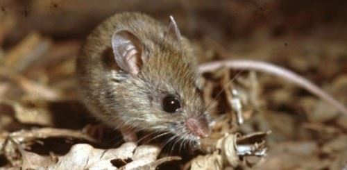 灭绝后的动物又出现了？认为灭绝又出现的十大动物