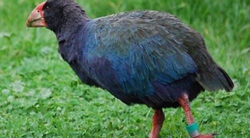 灭绝后的动物又出现了？认为灭绝又出现的十大动物