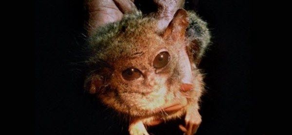 灭绝后的动物又出现了？认为灭绝又出现的十大动物