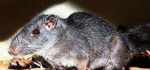 灭绝后的动物又出现了？认为灭绝又出现的十大动物