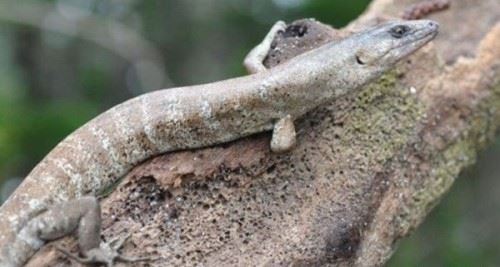 灭绝后的动物又出现了？认为灭绝又出现的十大动物