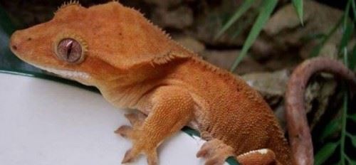 灭绝后的动物又出现了？认为灭绝又出现的十大动物