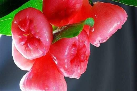 莲雾怎么吃多少钱一斤 市场价为10～20元一斤(附食用方法)