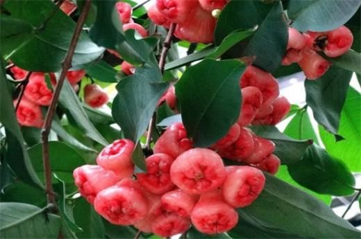 莲雾怎么吃多少钱一斤 市场价为10～20元一斤(附食用方法)