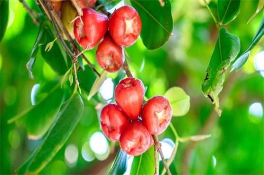 莲雾怎么吃多少钱一斤 市场价为10～20元一斤(附食用方法)