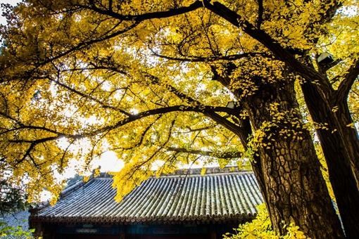 北京最灵验的寺庙排行