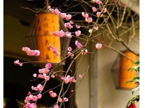 民间所说的寡妇年是什么意思？只整个农历没有立春的年份