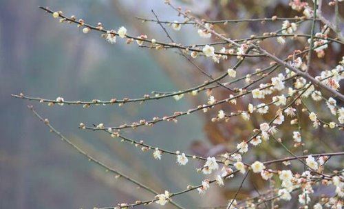 民间所说的寡妇年是什么意思？只整个农历没有立春的年份