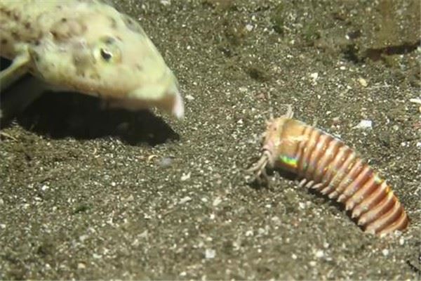 博比特虫有毒吗？博比特虫对人有危险吗