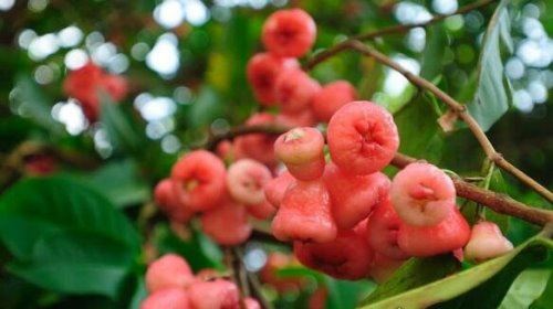 莲雾怎么吃 不用削皮直接咬着吃(味道香甜口感清脆)