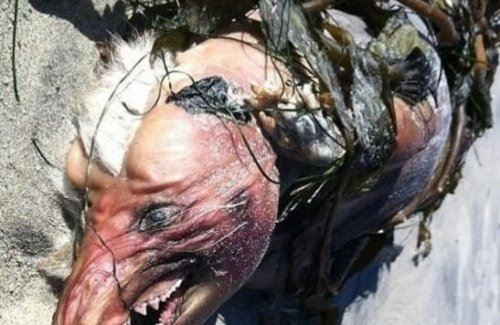 世界上有吃人的怪兽吗 世界上动物吃人真实案例报道