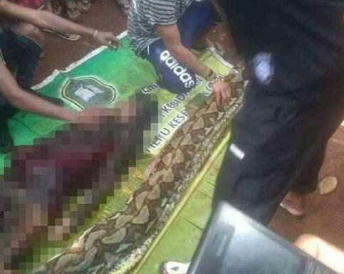 世界上有吃人的怪兽吗 世界上动物吃人真实案例报道