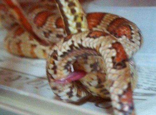 蛇交配过程详解 一次可以持续几天(你羡慕不来)