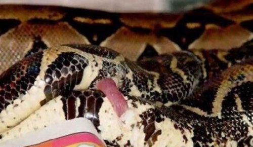 蛇交配过程详解 一次可以持续几天(你羡慕不来)