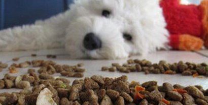 狗粮排行榜 狗粮什么牌子好(附怎样挑选狗粮)