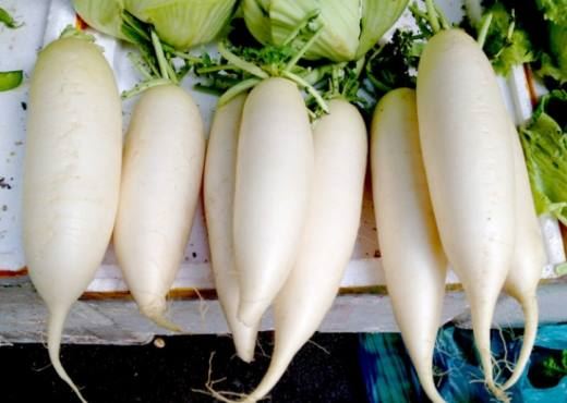 白萝卜和胡萝卜能一起吃吗,不可以 胡萝卜会破坏白萝卜的维生素C