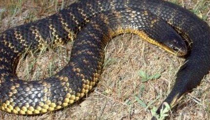 盘点蛇类世界之最 世界上最大的蛇是什么蛇