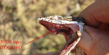 盘点蛇类世界之最 世界上最大的蛇是什么蛇