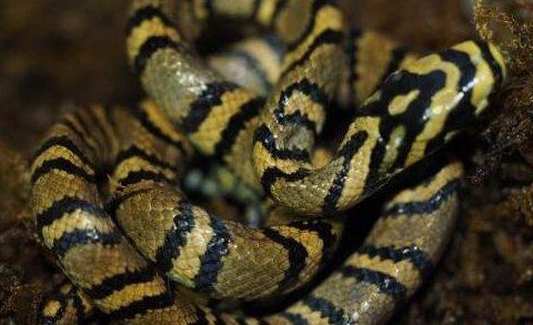 盘点蛇类世界之最 世界上最大的蛇是什么蛇