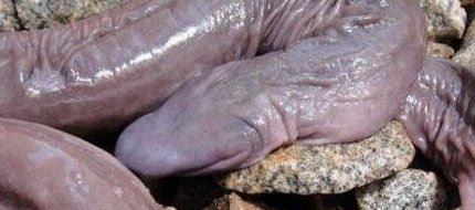 盘点蛇类世界之最 世界上最大的蛇是什么蛇