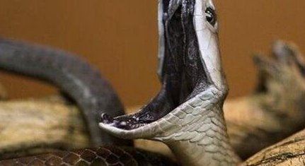 盘点蛇类世界之最 世界上最大的蛇是什么蛇