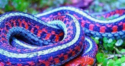 盘点蛇类世界之最 世界上最大的蛇是什么蛇