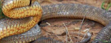 世界上十大毒蛇排行榜 内陆太攀蛇(比响尾蛇毒300倍 一毫克杀两人)