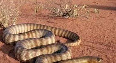 世界上十大毒蛇排行榜 内陆太攀蛇(比响尾蛇毒300倍 一毫克杀两人)