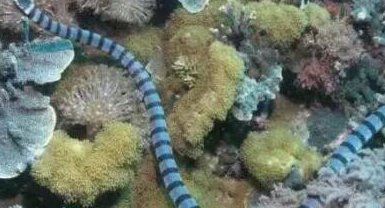 世界上十大毒蛇排行榜 内陆太攀蛇(比响尾蛇毒300倍 一毫克杀两人)