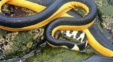 世界上十大毒蛇排行榜 内陆太攀蛇(比响尾蛇毒300倍 一毫克杀两人)