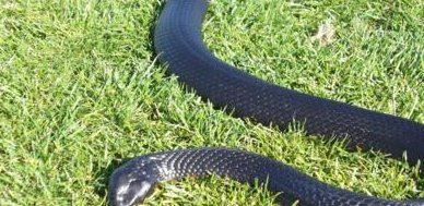 世界上十大毒蛇排行榜 内陆太攀蛇(比响尾蛇毒300倍 一毫克杀两人)