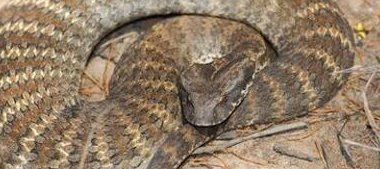 世界上十大毒蛇排行榜 内陆太攀蛇(比响尾蛇毒300倍 一毫克杀两人)