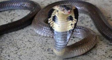 世界上十大毒蛇排行榜 内陆太攀蛇(比响尾蛇毒300倍 一毫克杀两人)