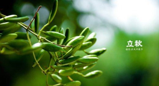2022什么时候立秋几点几分 2022年的立秋是早秋还是晚秋