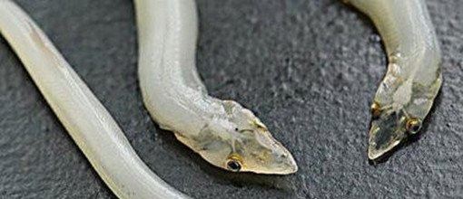 黄河鬼棺真相太恐怖 棺中人竟长有脚蹼(或为镇压的河魔)