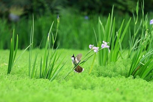 有关惊蛰的古诗 有关惊蛰的古诗四句