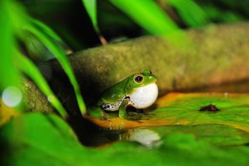 有关惊蛰的古诗 有关惊蛰的古诗四句