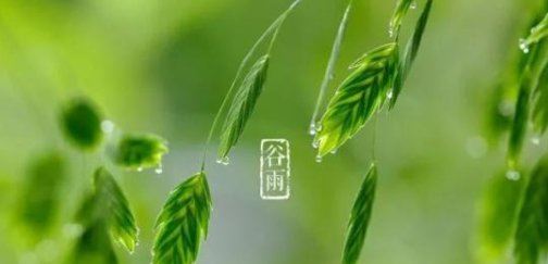 2022年谷雨是几月几号 2022年谷雨节气几点开始