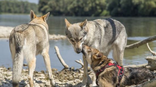 世界上最贵的狗35亿不存在 最贵的狗捷克狼犬价值一万美元以上