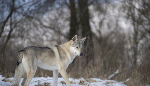 世界上最贵的狗35亿不存在 最贵的狗捷克狼犬价值一万美元以上