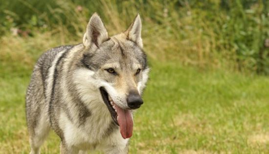 世界上最贵的狗35亿不存在 最贵的狗捷克狼犬价值一万美元以上