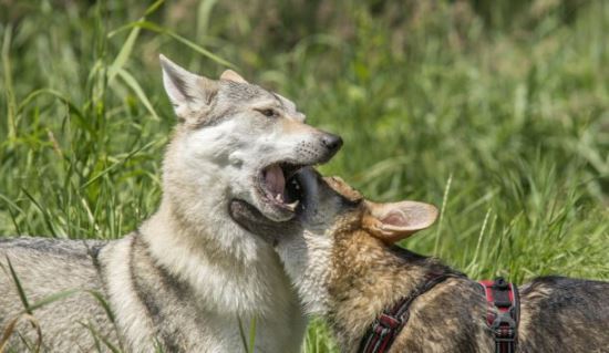 世界上最贵的狗35亿不存在 最贵的狗捷克狼犬价值一万美元以上
