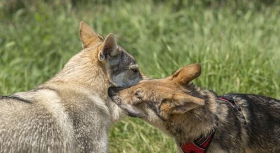 世界上最贵的狗35亿不存在 最贵的狗捷克狼犬价值一万美元以上