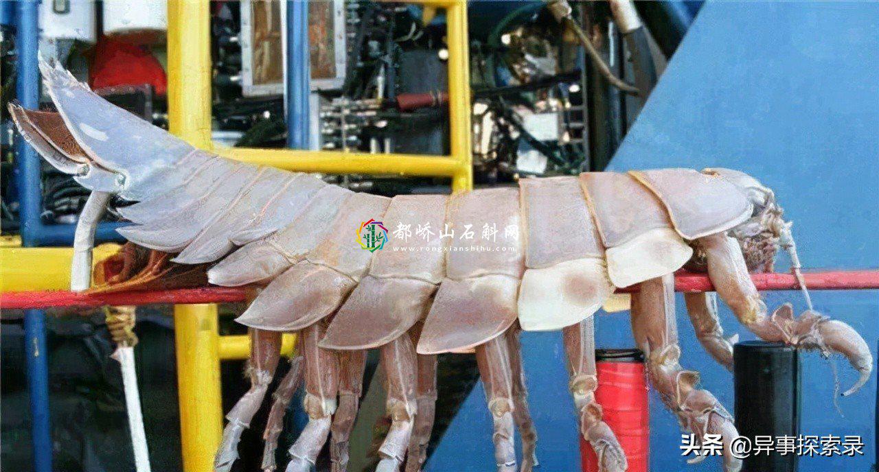 世界八大恐怖怪物【世界十大最恐怖的海洋怪物】