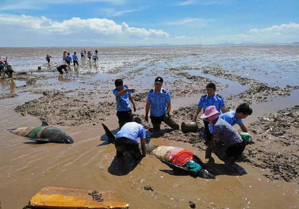 3头搁浅死亡瓜头鲸已被冷冻保存