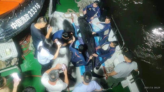 3头搁浅死亡瓜头鲸已被冷冻保存