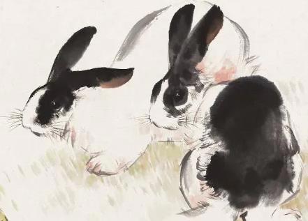 为什么2023年是黑兔年