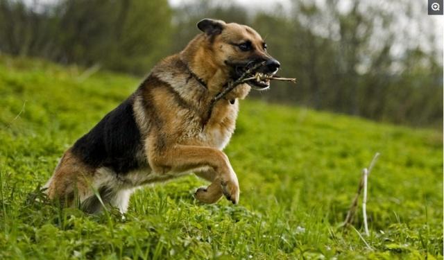 警校售淘汰犬最高拍出33万