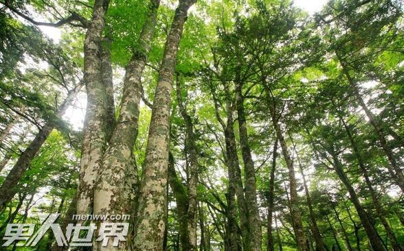 日本死亡森林可以进去吗 青木原树海为什么这么恐怖