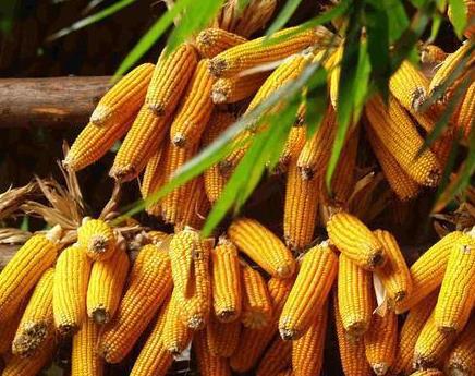 为什么2022年玉米这么贵